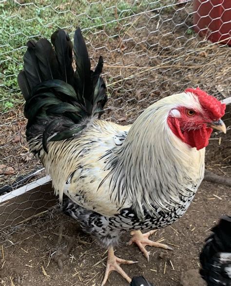 wyandotte hatching eggs|wyandotte eggs per year.